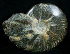 Polished Cleoniceras Ammonite - Madagascar #5814-2